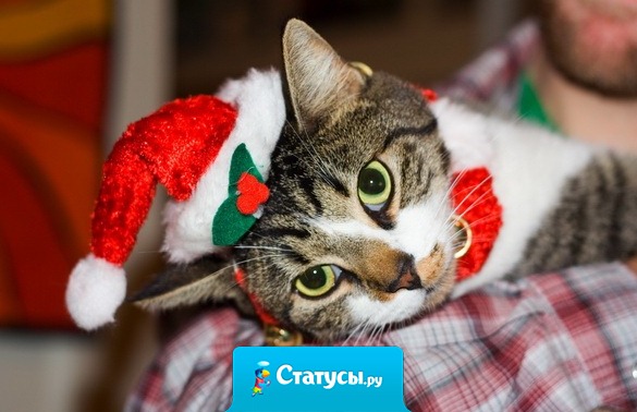 Праздник к нам приходит, денежки уходят! Здравствуй новый год, я теперь банкрот! 