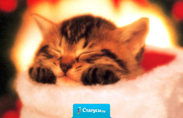 Я уже сейчас знаю, что я буду делать на новый год: СПАТЬ. 