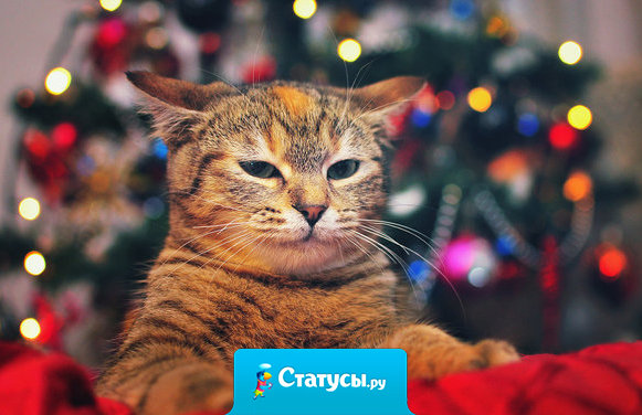 Падает снег, сверкают бенгальские огни, запах мандаринов. Вот он, Новый Год.  