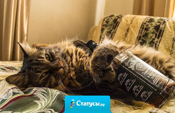 В такую погоду виски и котиков, должны раздавать бесплатно.