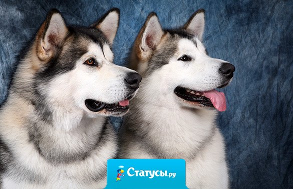 Тяжело без друга если друг потерян, но тяжело и с другом если он не верен!