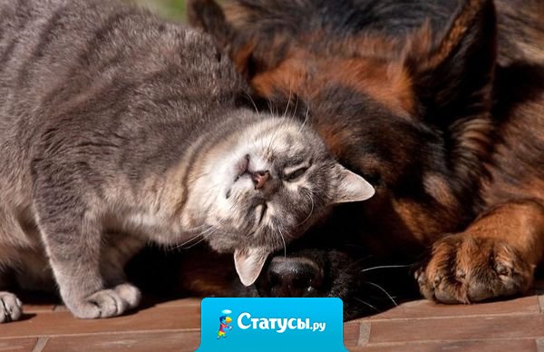 Отдам подругу замуж! Уже здоровья не хватает столько гулять с ней!