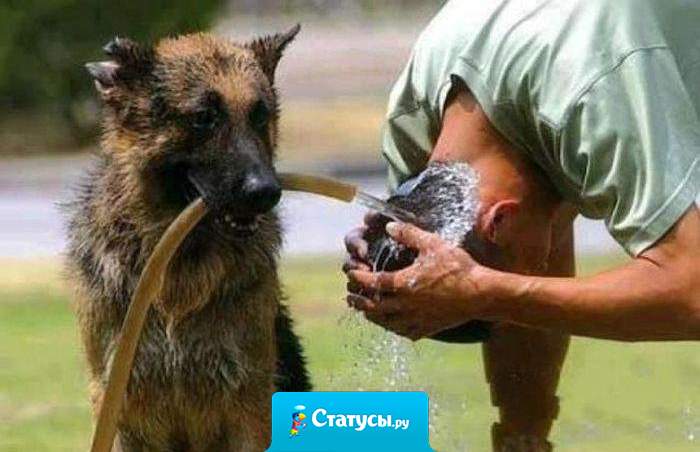 Собака – это необычное создание, она не пристает с расспросами, ей все равно, богат ты или беден, грешник или святой. Ты друг. Ей этого достаточно.