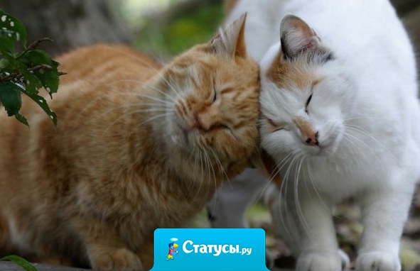 Дружба между женщинами — всего лишь пакт о ненападении.