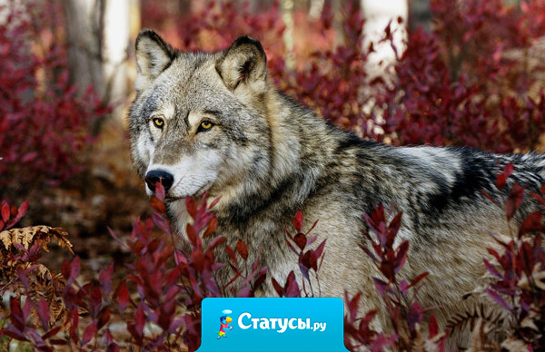 Реальность существует независимо от Вас до тех пор, пока Вы с этим согласны.