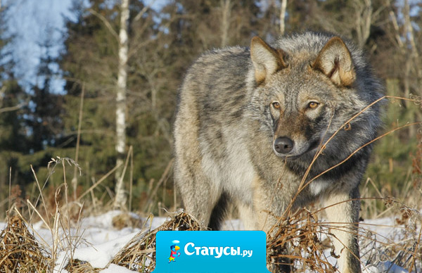 Никогда не спрашивайте человека, за что он вас любит: стоит ему над этим задуматься, как может оказаться, что любить вас не за что.