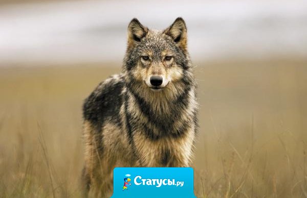 На то, чтобы научиться говорить, уходит два-три года. А вся остальная жизнь уходит на то, чтоб научиться вовремя промолчать.