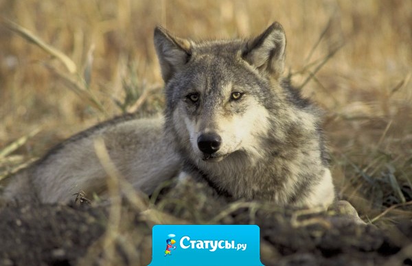 Умные мысли всегда приходят поздно, дурные - всегда вовремя.