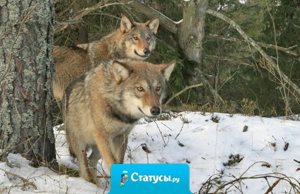 Самое ужасное в расставании не то, что ты потерял любовь, а то, что ты отдал часть себя самого и она исчезла вместе с другим.