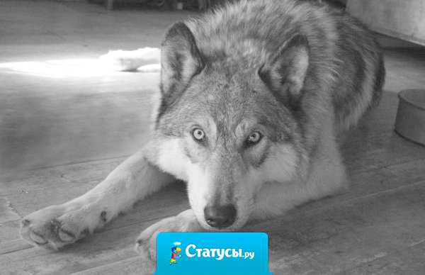 Те, кто любили нас – ничему нас не научили. Нас всему научили те, кто нас не любили.