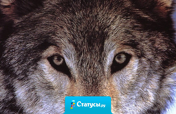 Если драгоценный камень попадает в грязь, он остаётся драгоценностью. Если пыль подымается к небу, она остаётся пылью.