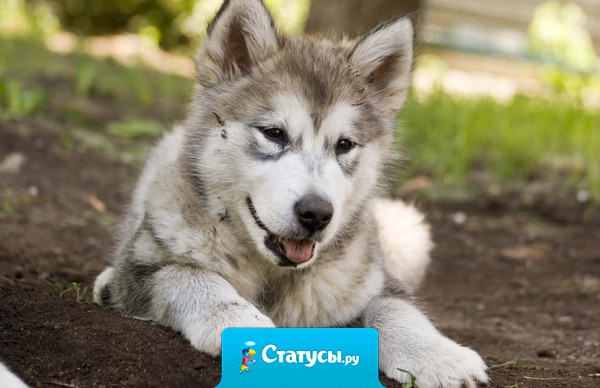 Если ты можешь говорить — ты сможешь петь, а если ты можешь ходить — ты сможешь танцевать. Однажды не сказанное признание, может остаться не сказанным навсегда.