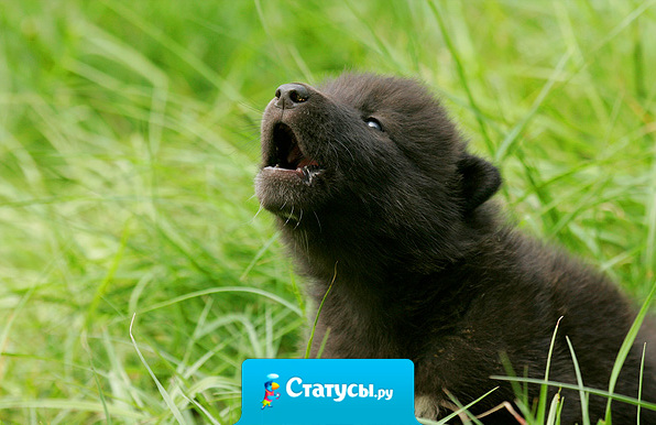 Жизнь похожа на собачью упряжку. Если ты не вожак, картина никогда не меняется.