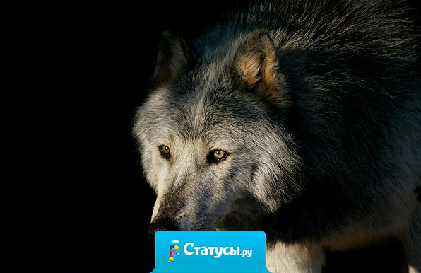 Меняю обретенную реальность на утраченные иллюзии.