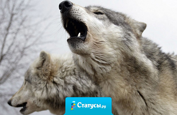 Компромисс - это искусство разделить пирог так, чтобы каждый был уверен, что лучший кусок достался ему.