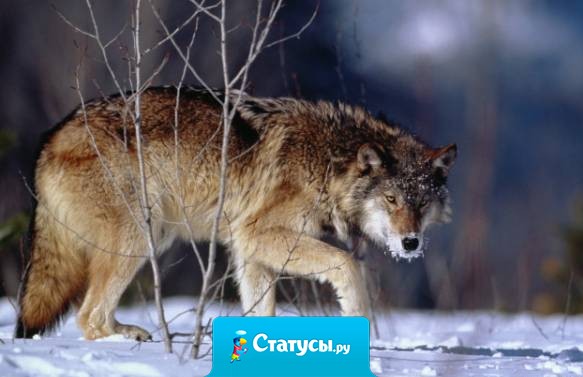 Не ломайте мои нервные клетки, в них живут мои нервные тигры.