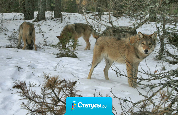 Если над Вами постоянно смеются - значит, Вы приносите людям радость.
