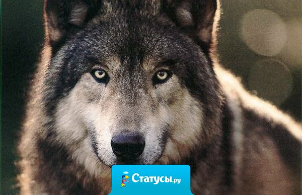 Если у человека нет ни одной искренней мысли, он подобен нищему, который отовсюду уходит с пустыми руками.