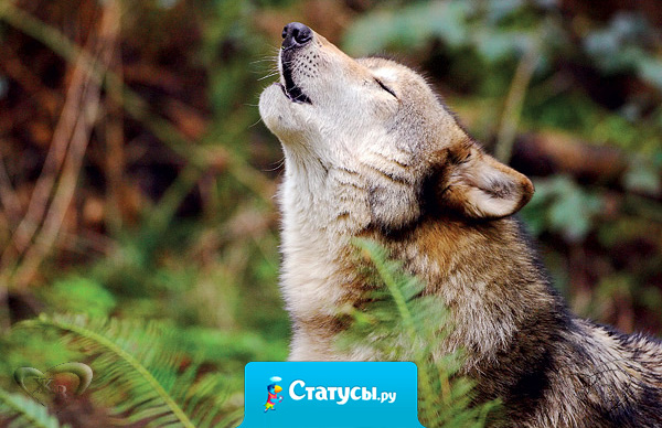 Когда мы стремимся искать неведомое нам, то становимся лучше, мужественнее и деятельнее тех, кто полагает, будто неизвестное нельзя найти и незачем искать.