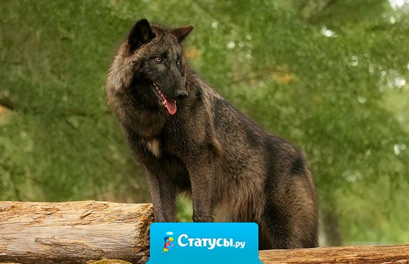 Бог предпочитает невзрачных людей. Вот почему он сотворил их так много.