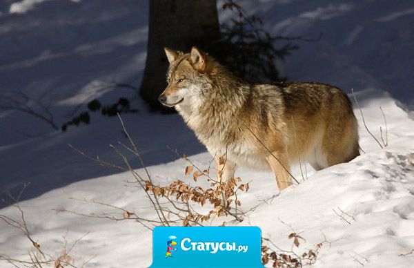 Любовь - это чувство придуманное человеком. На самом деле это совокупность трех простых вещей: сила привычки, физическая ненасытность и наконец-то просто страх остаться одной.