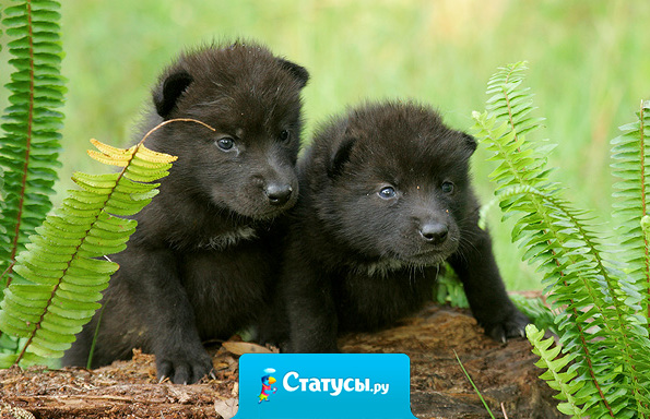 Жизнь – это комедия для тех, кто думает, и трагедия для тех, кто чувствует.