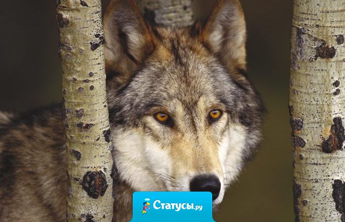 Жизнь - игра, первое правило которой - считать, что это вовсе не игра, а всерьез.