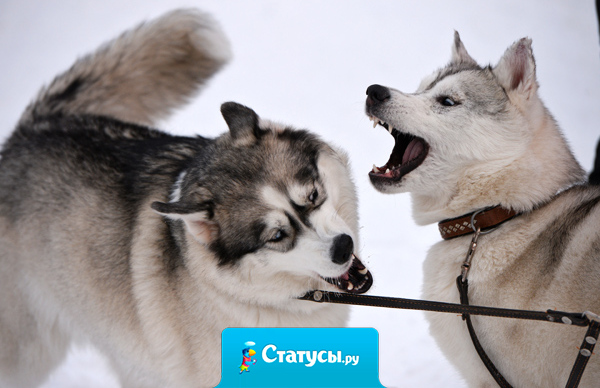 Человек правдив ровно настолько, насколько умен.