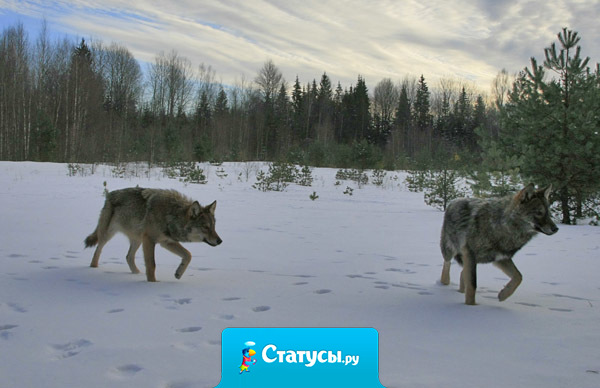 Вы ищете во мне грязь, а я смеюсь над вами. Ведь, что вы ищете во мне, тем полны вы сами.