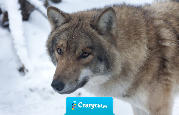 Распространяйте о себе только хорошие слухи, источник забудется, а смысл останется!