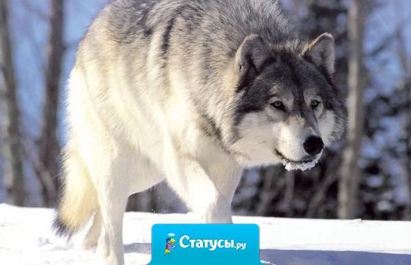 Я устала от людей, потому что они только и делают, что разочаровывают меня. А еще я устала от самой себя, потому что я возлагаю на других слишком много надежд.