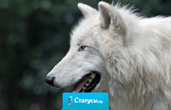 Живи как можешь, если нельзя как хочется.