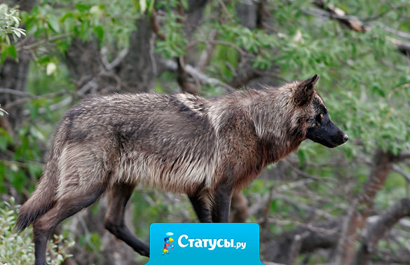 Никогда не говори людям о своих проблемах, 80% ими не интересуются, остальные 20% рады, что они у тебя есть!