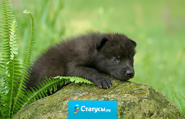 Счастье не в тех женщинах, с которыми хочется спать, а в тех, с которыми хочется просыпаться…