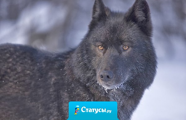 Слабый пол сильнее сильного в силу слабости сильного пола к слабому.