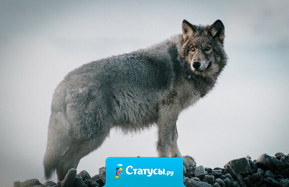 Не уколовшись шипами, розы не сорвешь.