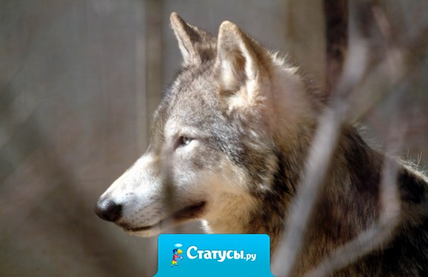 Не гоняйся за счастьем: оно всегда находится в тебе самом.