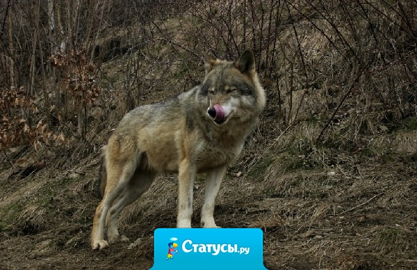 Если не можете обмануть, это не повод открыть правду…