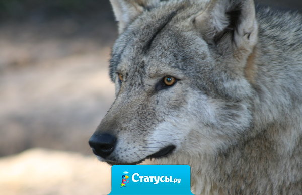 Какие умные мы ведём разговоры и какую тупую мы ведём жизнь.