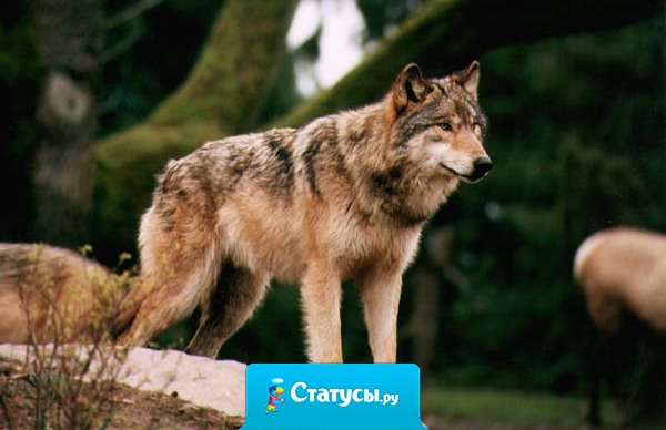 Умные люди знают, что можно верить только половине того, что нам говорят. Но только очень умные знают, какой именно.