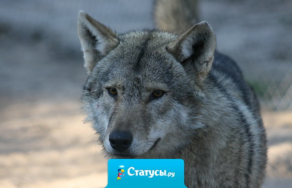 Не стоит унывать и думать о прошедшем, все ж лучше жить и сочинять мечты, чтоб после не хотеть быть сумасшедшим, учись ценить то, что имеешь ты.