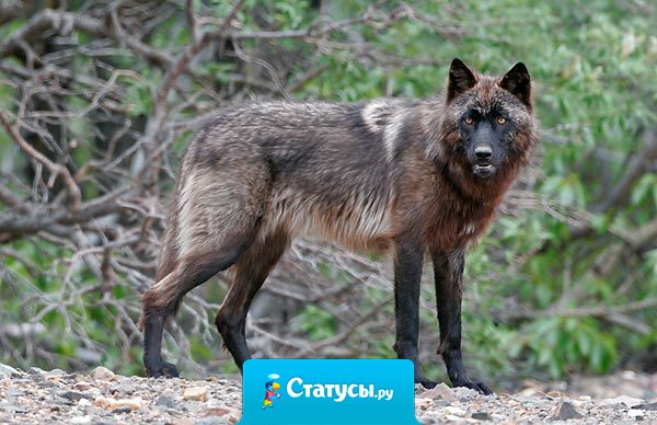 Фортуна иногда дает слишком много, но достаточно – никогда!