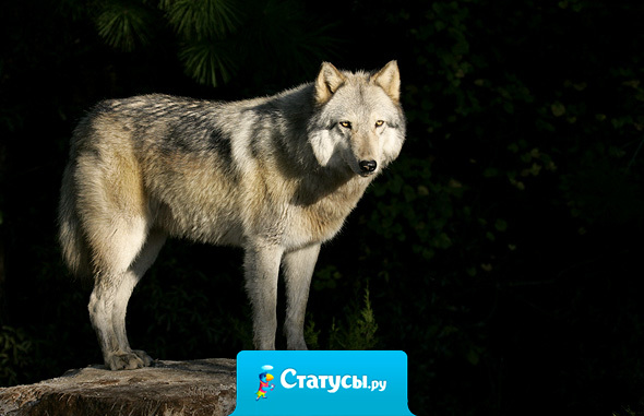 Люди мы все. Однако можно ли сказать, что каждый является человеком?