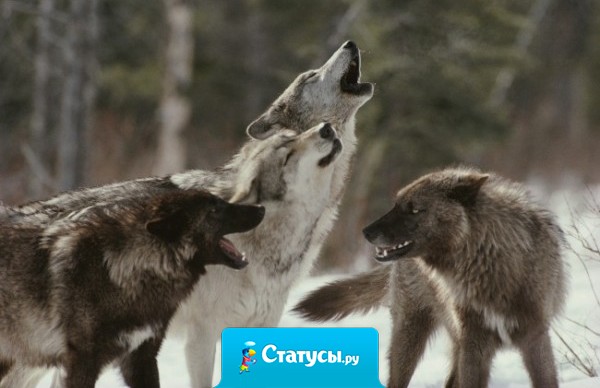 Тщеславие скорее есть признак своего ничтожества, нежели величия.