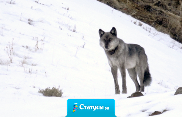 Ничего невозможного в этой жизни не существует. Случается только, что не хватило попыток.