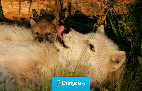 Прежде чем пустить корни, посмотри, высоко ли ты сможешь здесь вырасти.