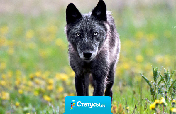 Люди, которые боятся мечтать, убеждают себя, что они не мечтают вовсе.