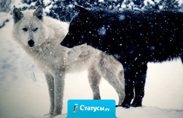 Решения, принятые глухой ночью, обычно теряют силу при свете дня!