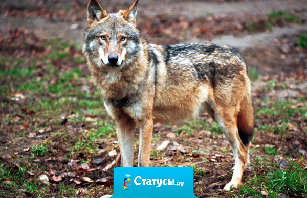 Счастье забегает на минутку, время от времени, – к тому, кто научился без него обходится. И только к нему.