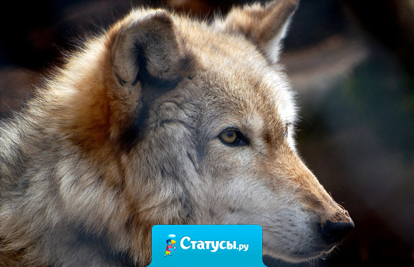 Не бывало великого ума без примеси безумия.